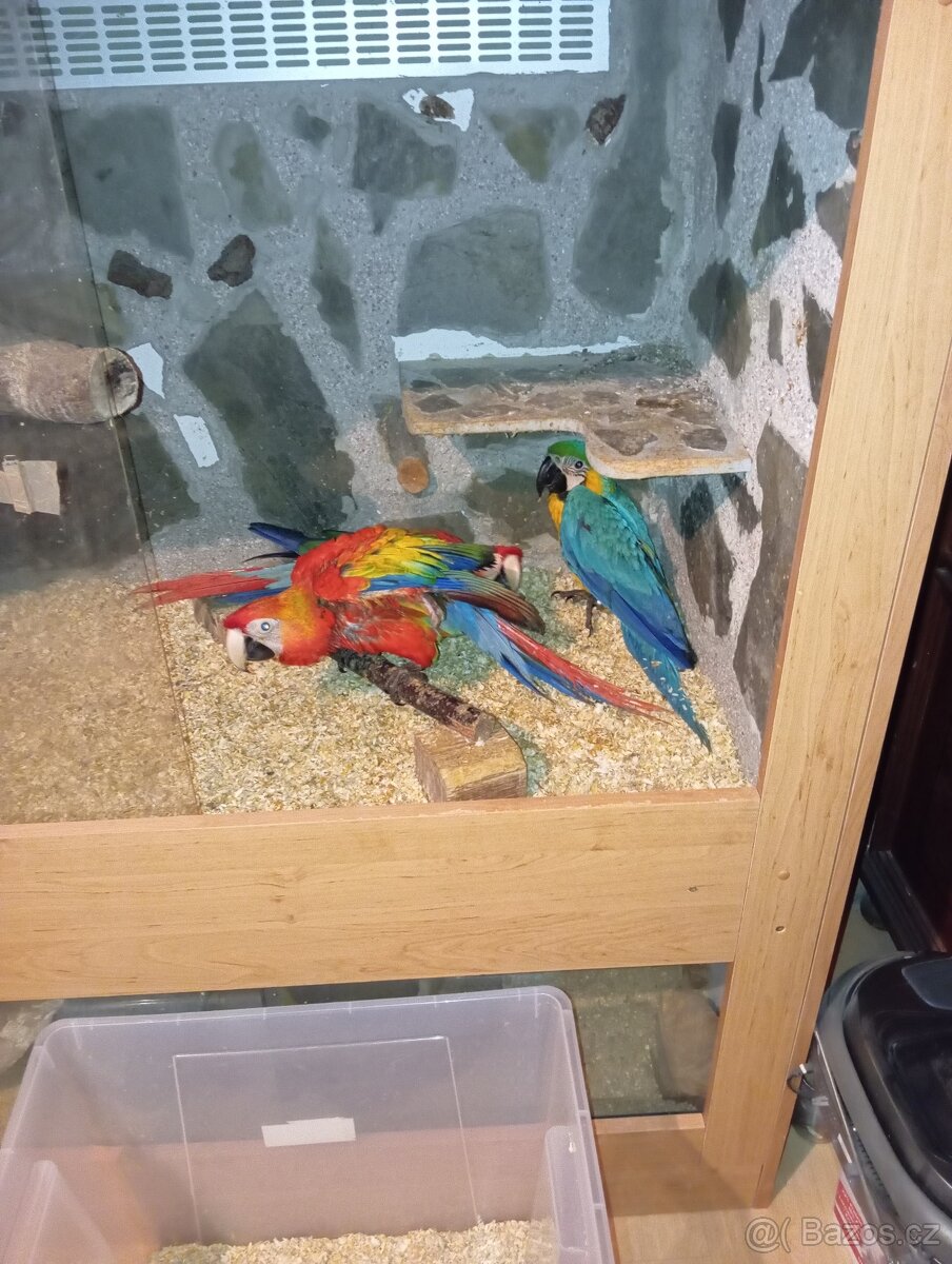 Ara arakanga,ara ararauna - 5