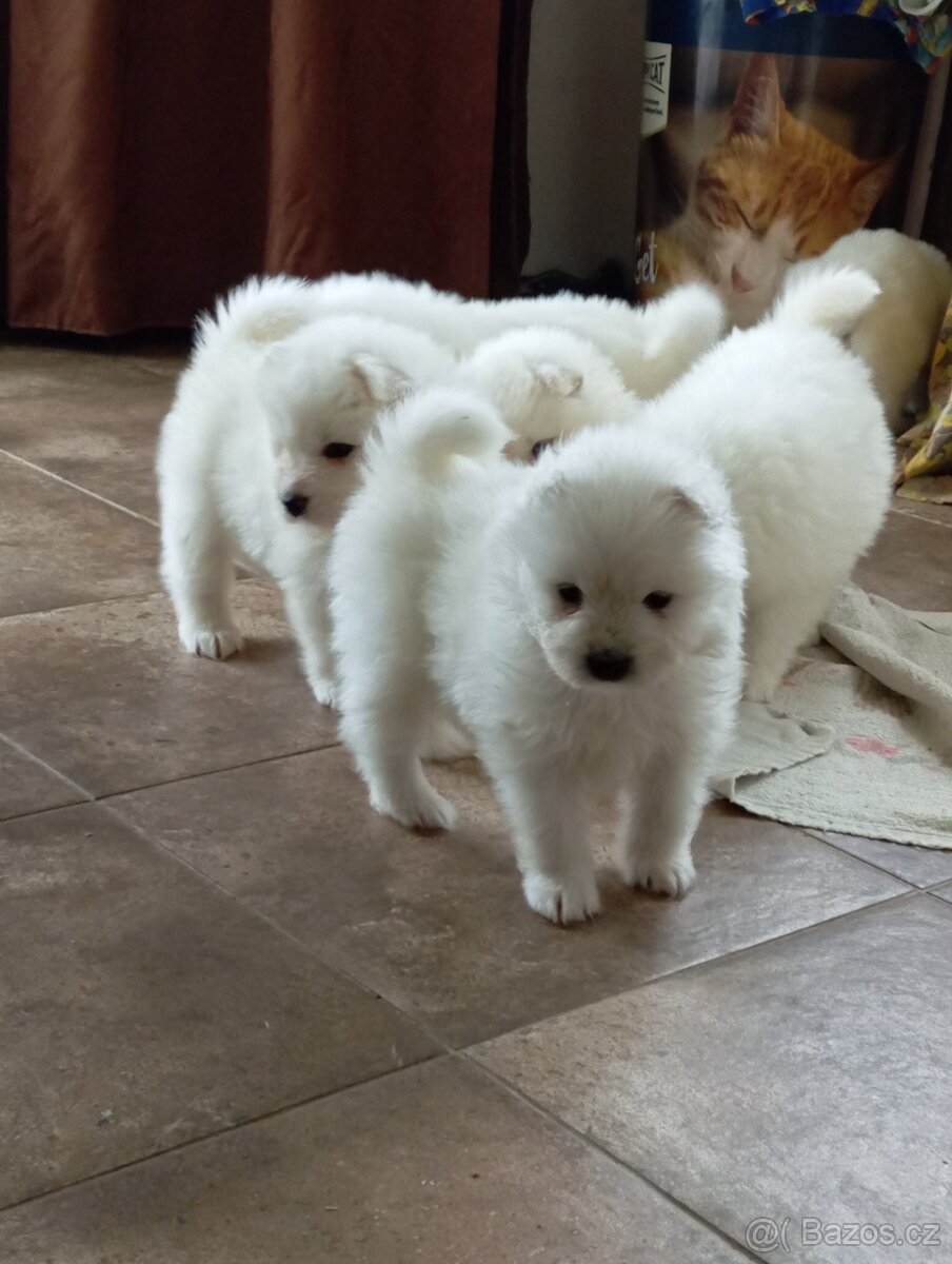 Samojed - štěně s PP - 5