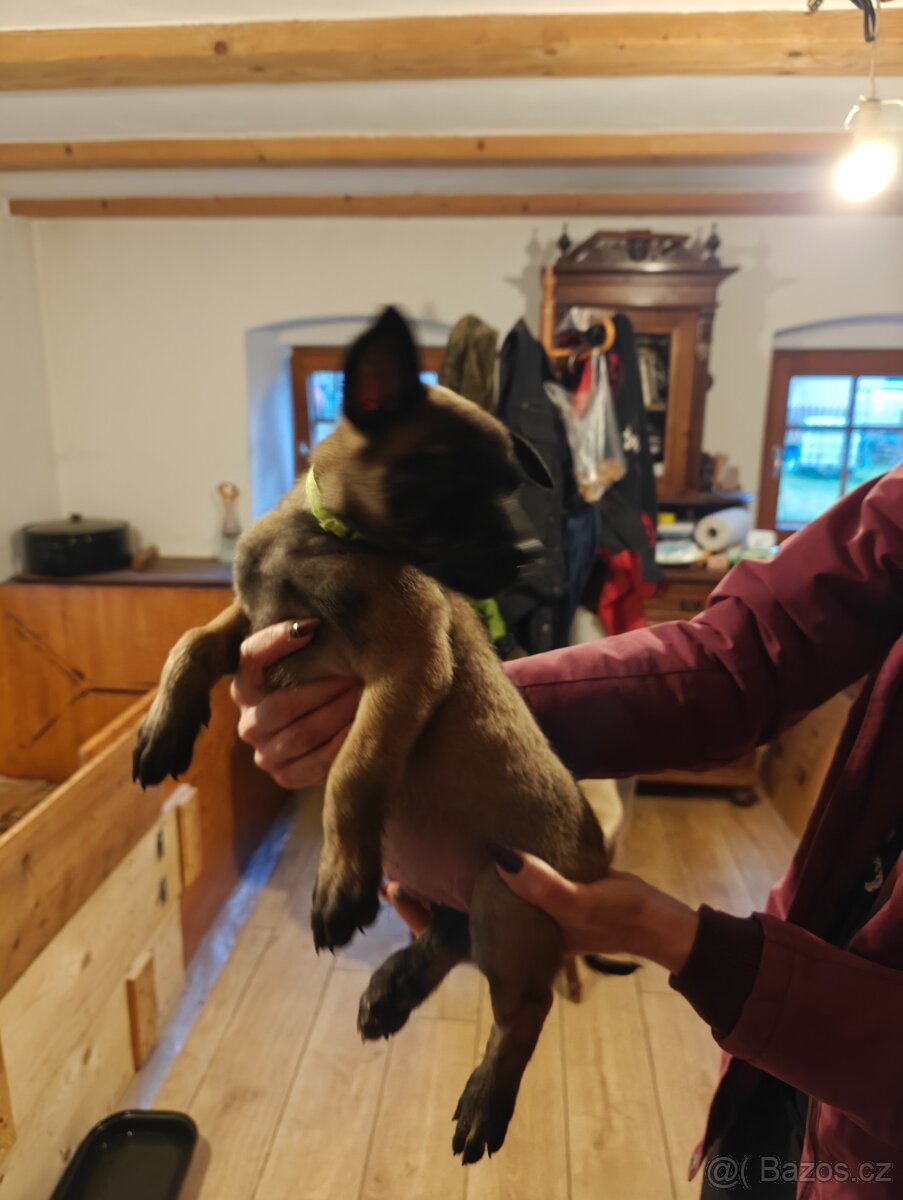 BELGICKÝ OVČÁK MALINOIS - 5