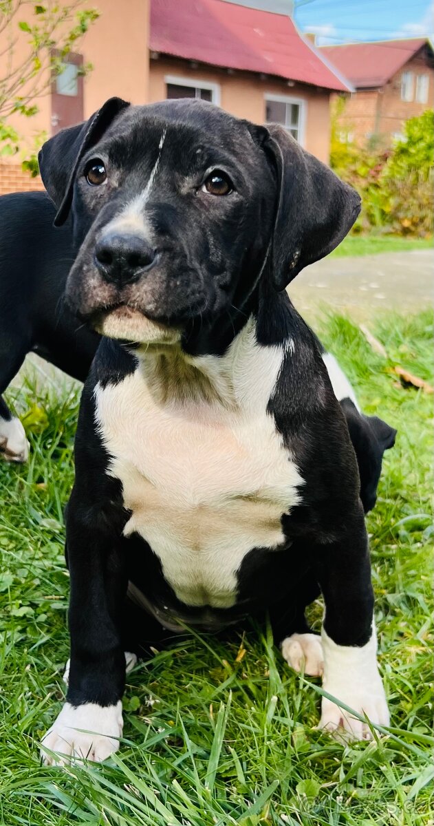 americký stafordšírský teriér - 5