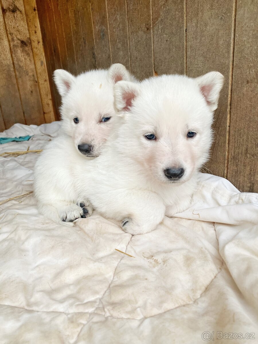 Bílý švýcarský ovčák s PP - štěně - 5