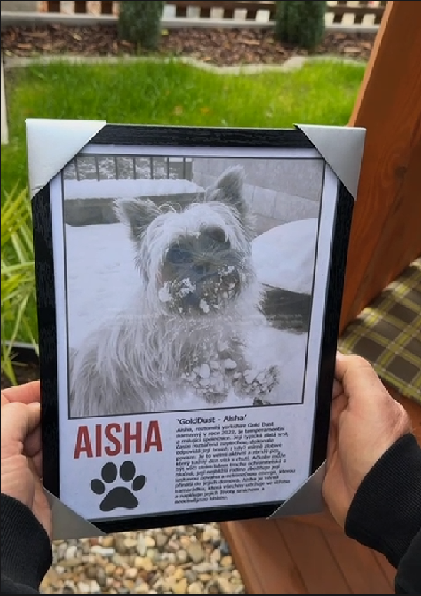 Obraz - PTK | Koláž - Vánoční AKCE 🎄 - 5