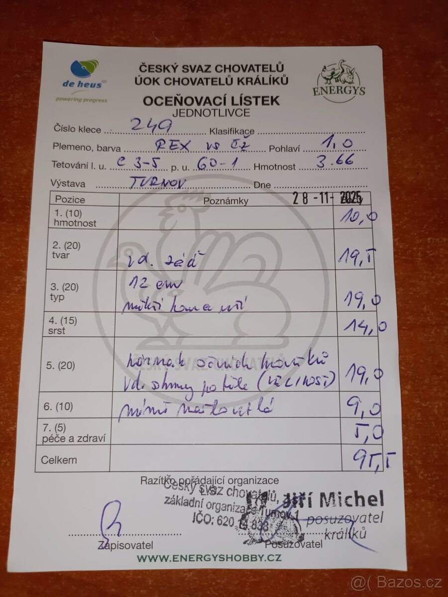 Rex dalmatinský strakáč černožlutý - 5