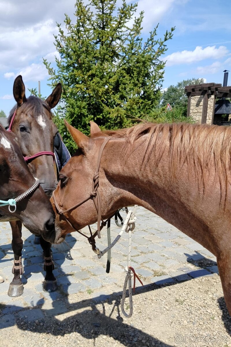 Prodám valacha Quatre Horse - 5