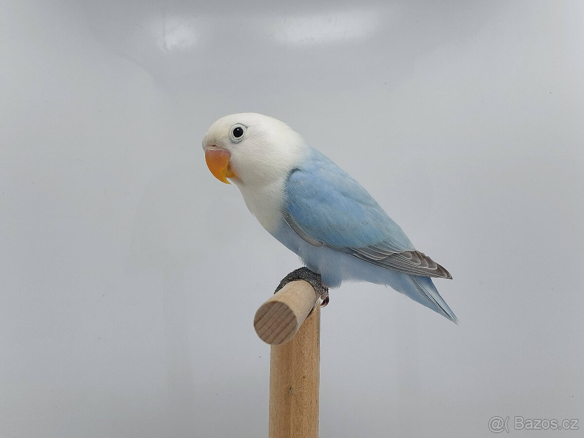 Agapornis fischeri - 5