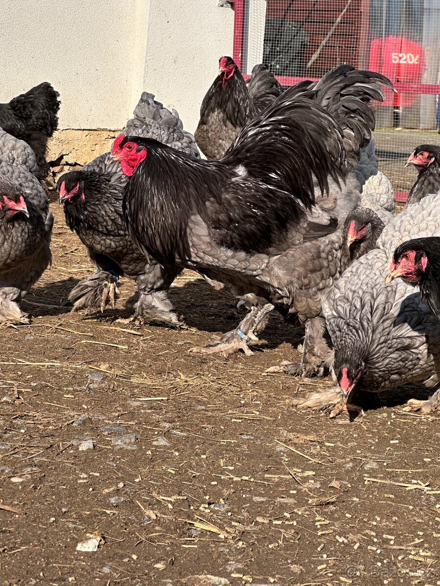 Brahmánka velká modrá a černá - 5