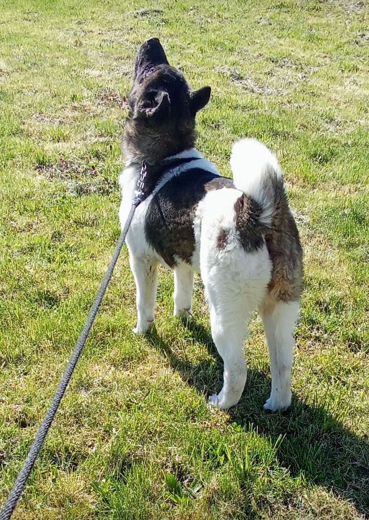 Americká akita - 5
