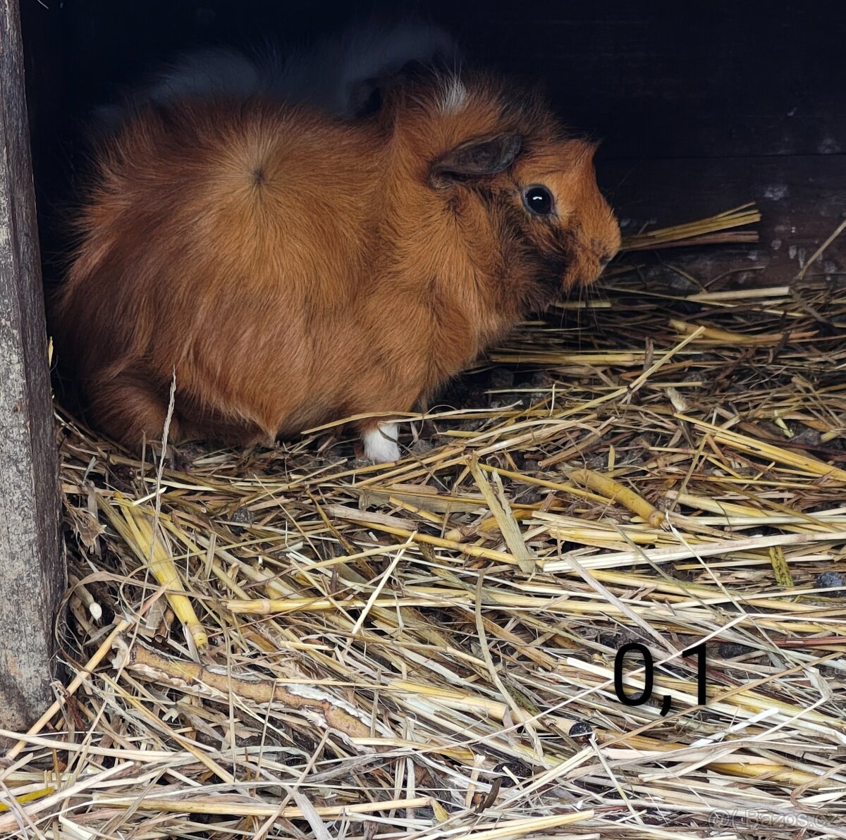 Morčata angorská a krátkosrstá - 5