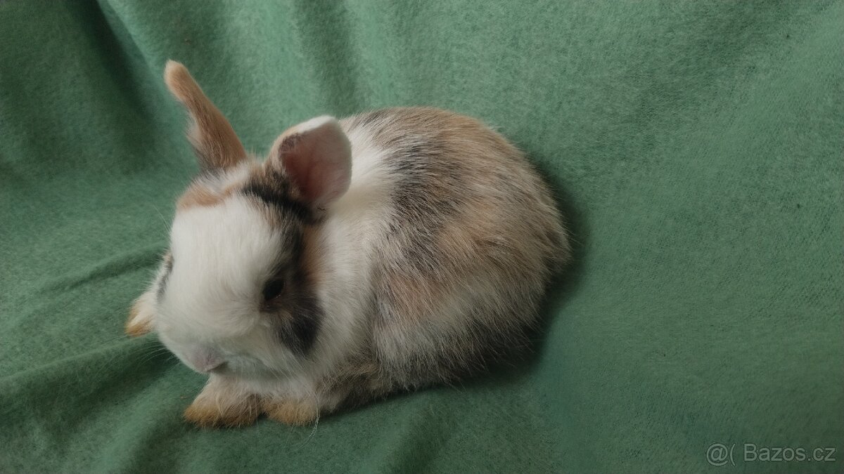 Zakrslý králík, zakrslý králíček lvíček - 5