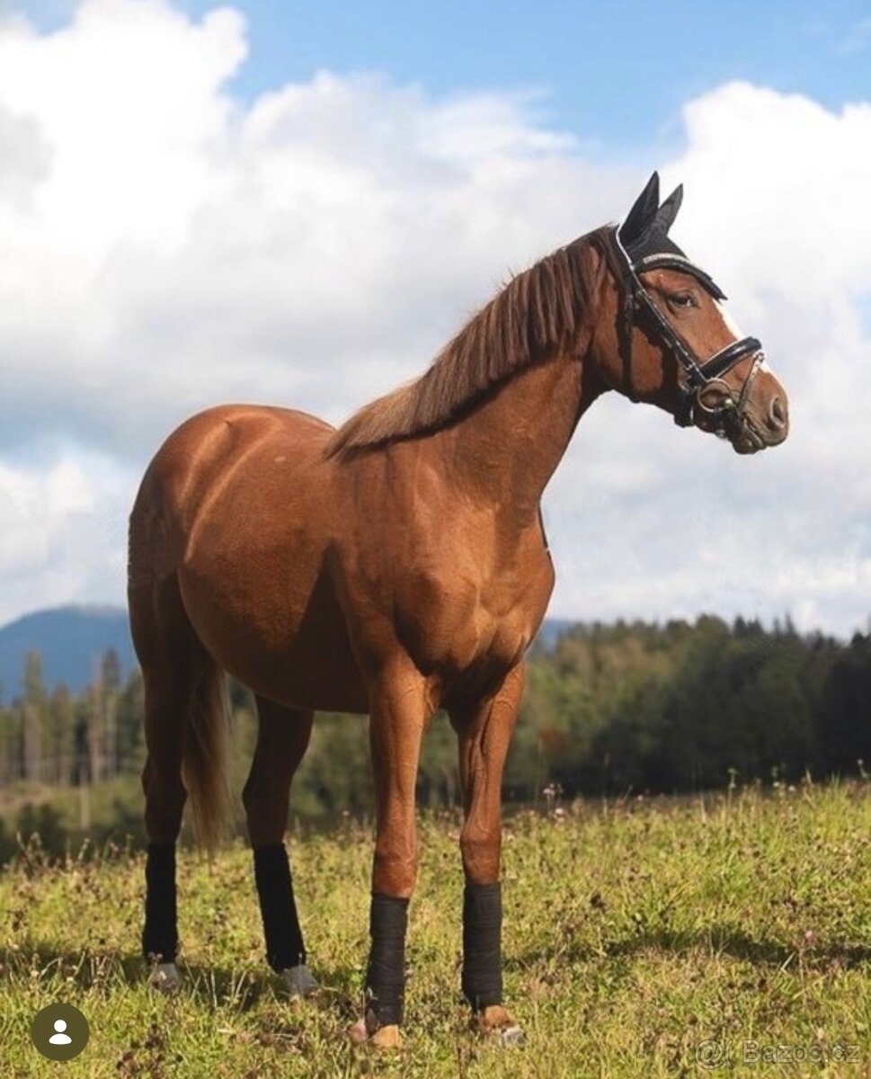 Klisna ČT 5 let - 5