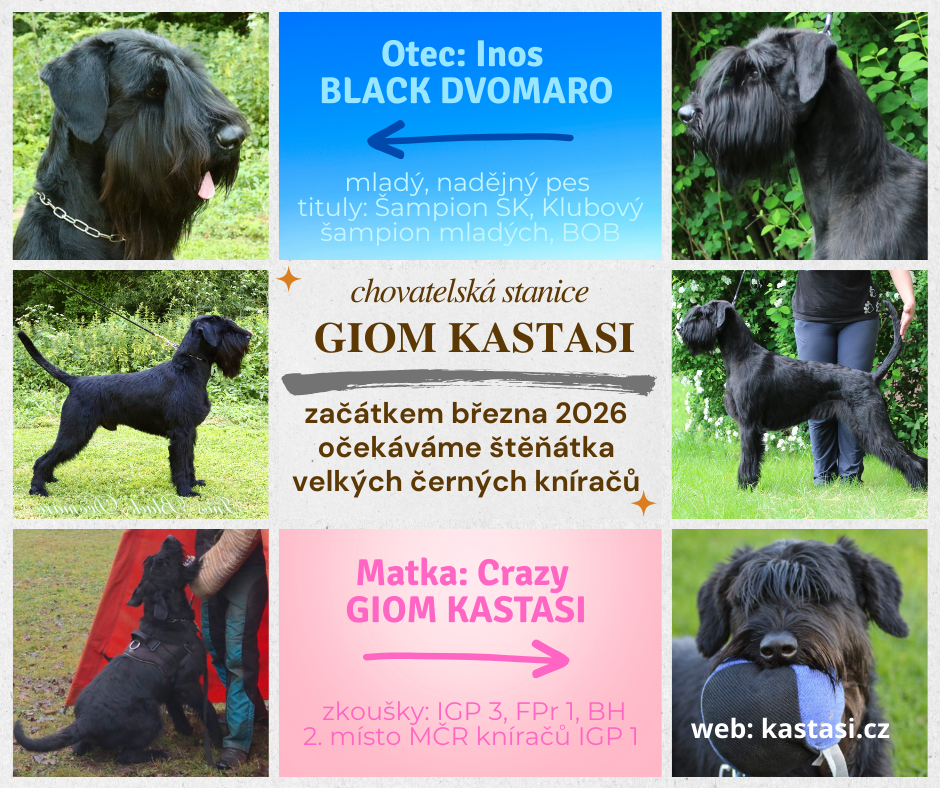 Knírač velký černý - štěňata s PP - 5