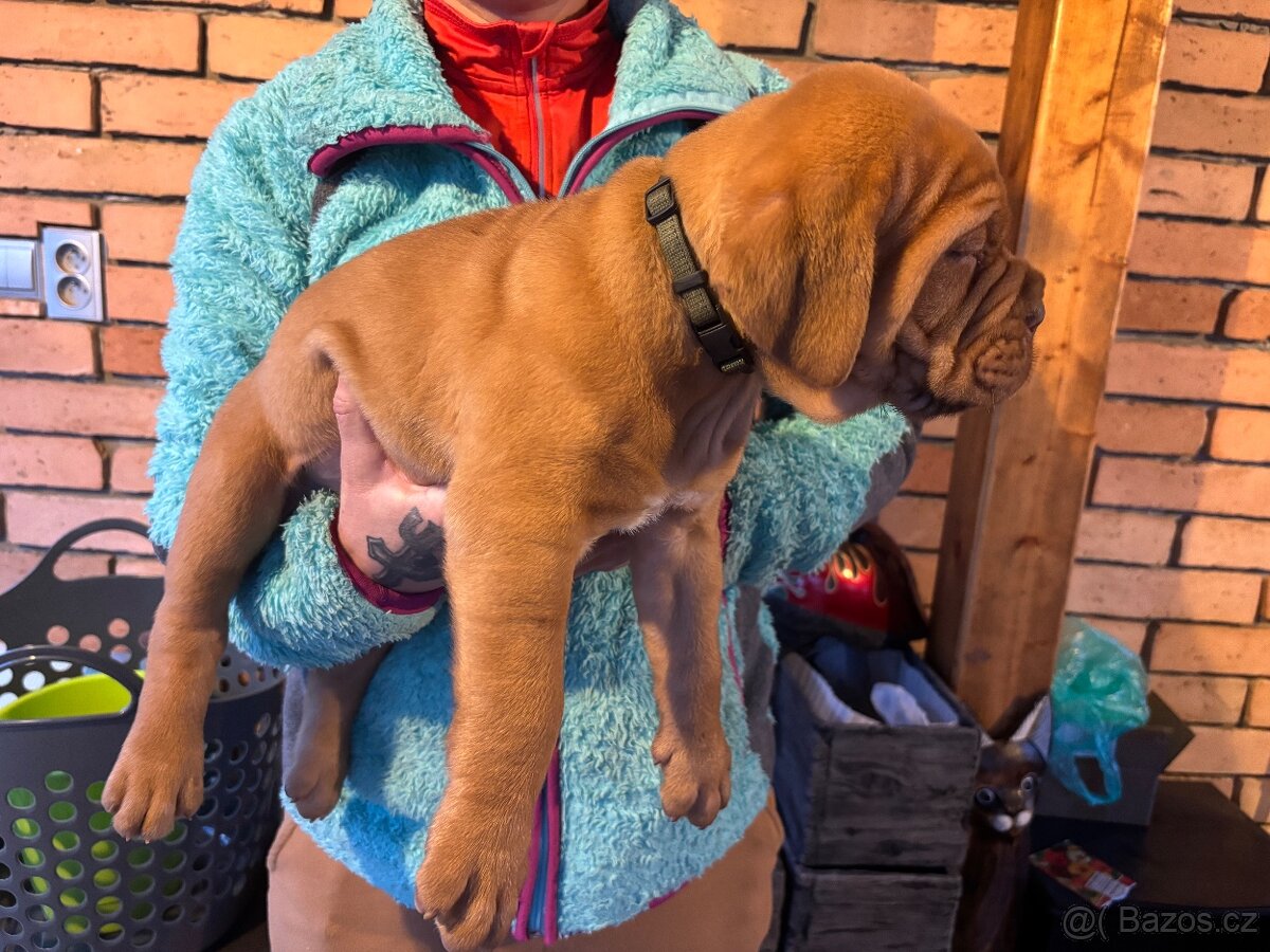 Bordeauxská doga - 5