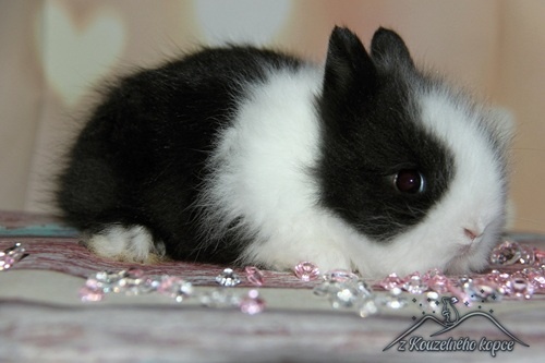 Zakrslí králíčci Teddy s VP -> doprava po ČR zajištěna - 5