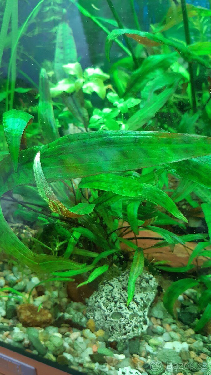 Prodám akvarijní rostliny, jávský mech a piskořky věžovité - 5