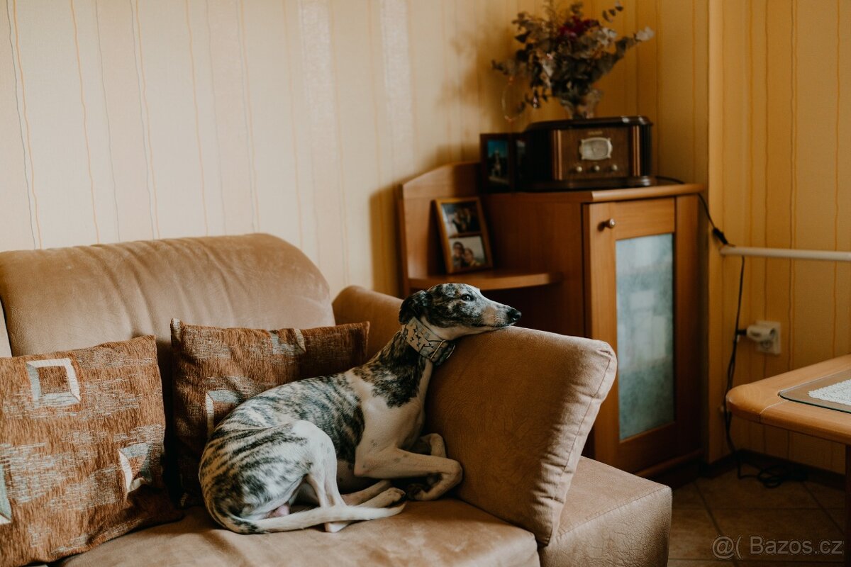 Nabídka krytí - whippet samec s PP, chovný vipet - 5