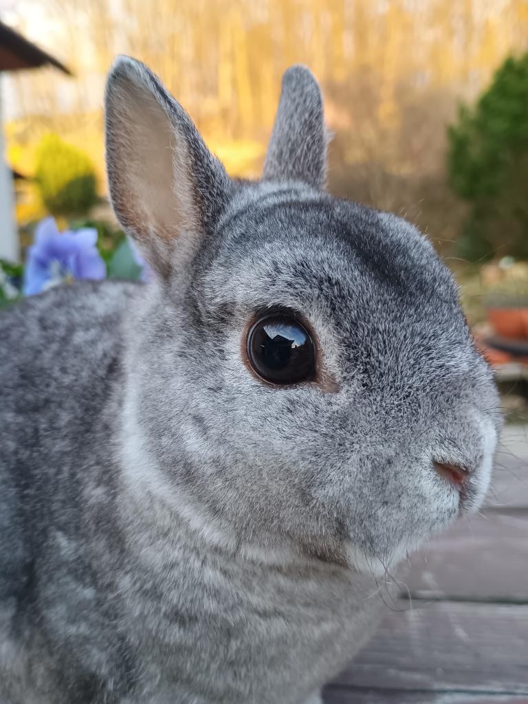 Zakrslý rex činčilový - 5