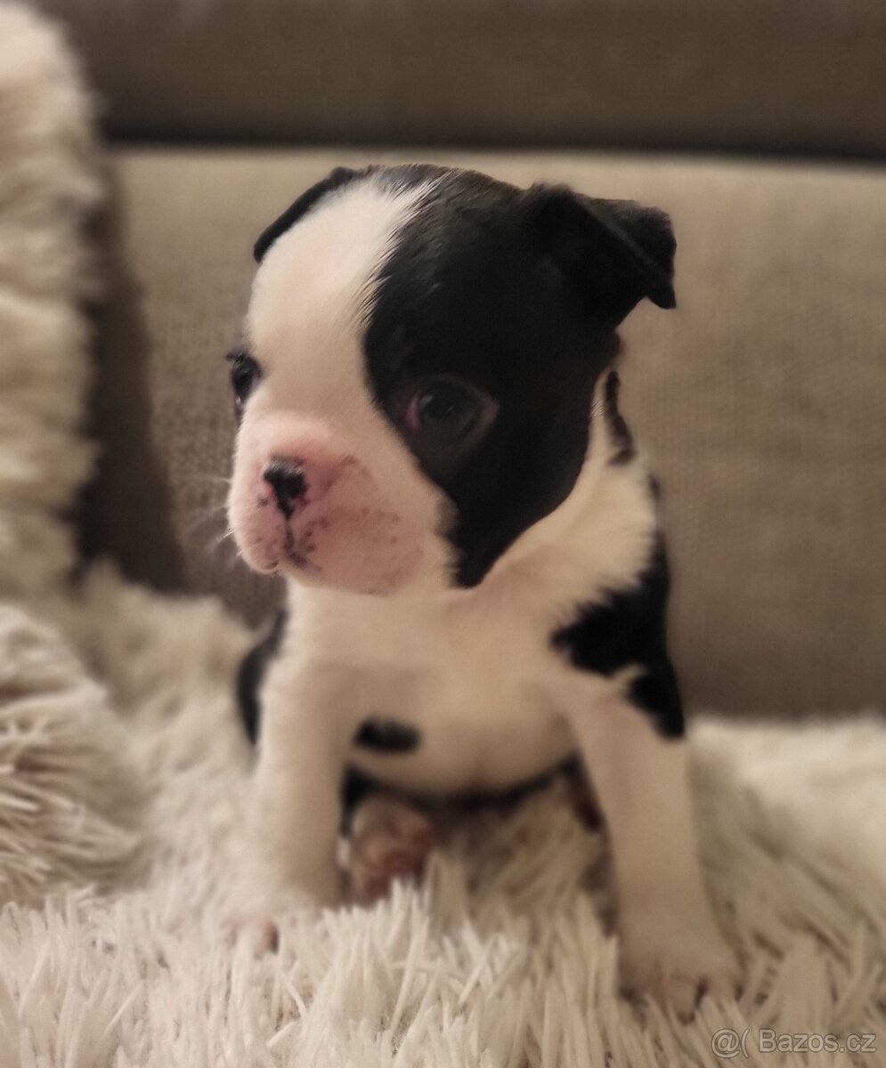 Bostonský teriér štěňátka s PP - 5