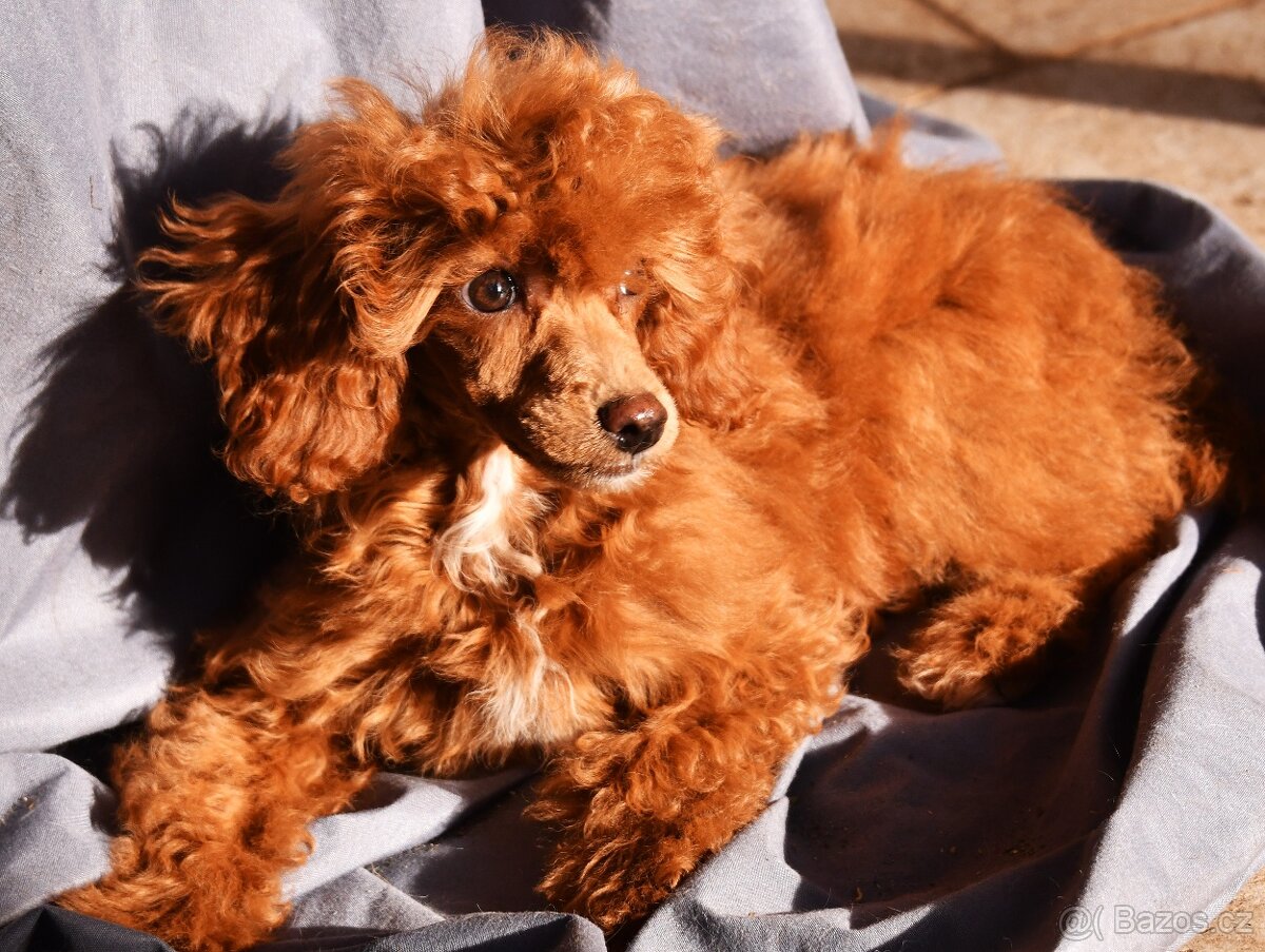 Pudl trpasličí vícebarevný (toy) s PP fenka - 5