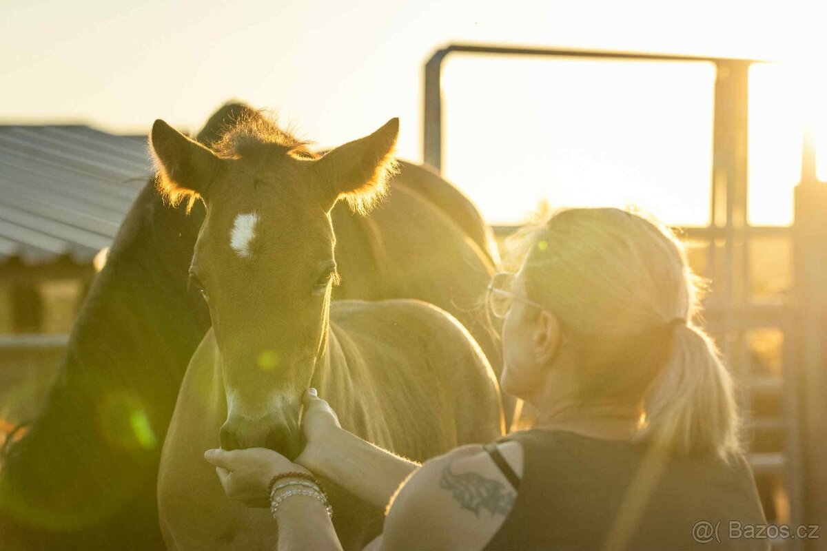 REZERVACE - Welsh Cob hřebeček - 5