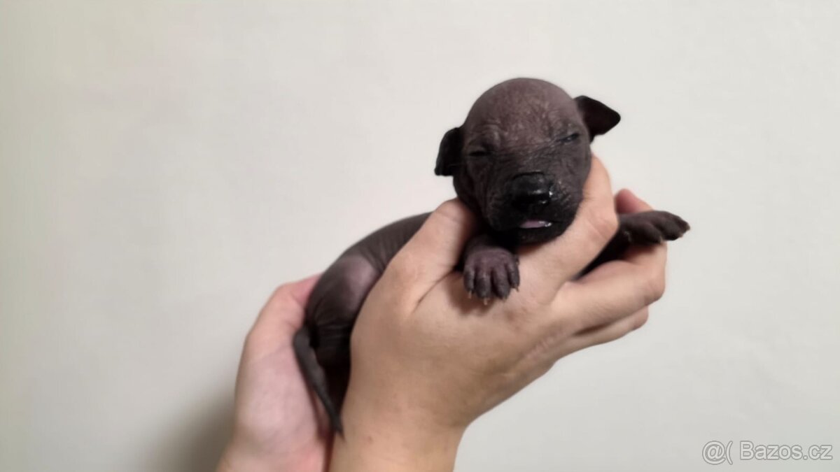 Peruánský naháč s PP orstěná fenka a holý pes - 5