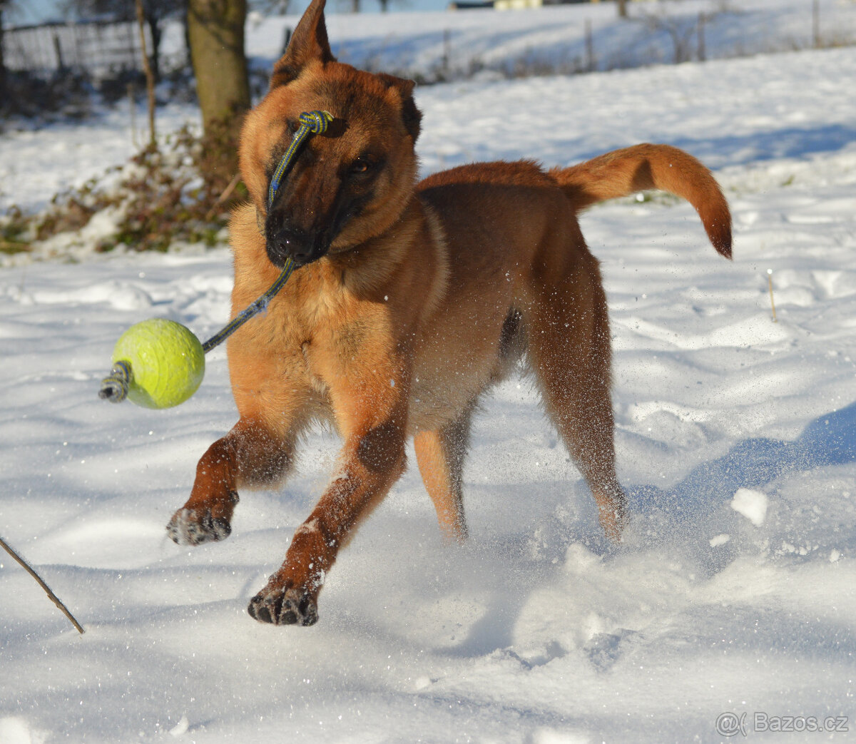 Belgický ovčák malinois na parťáka - 5