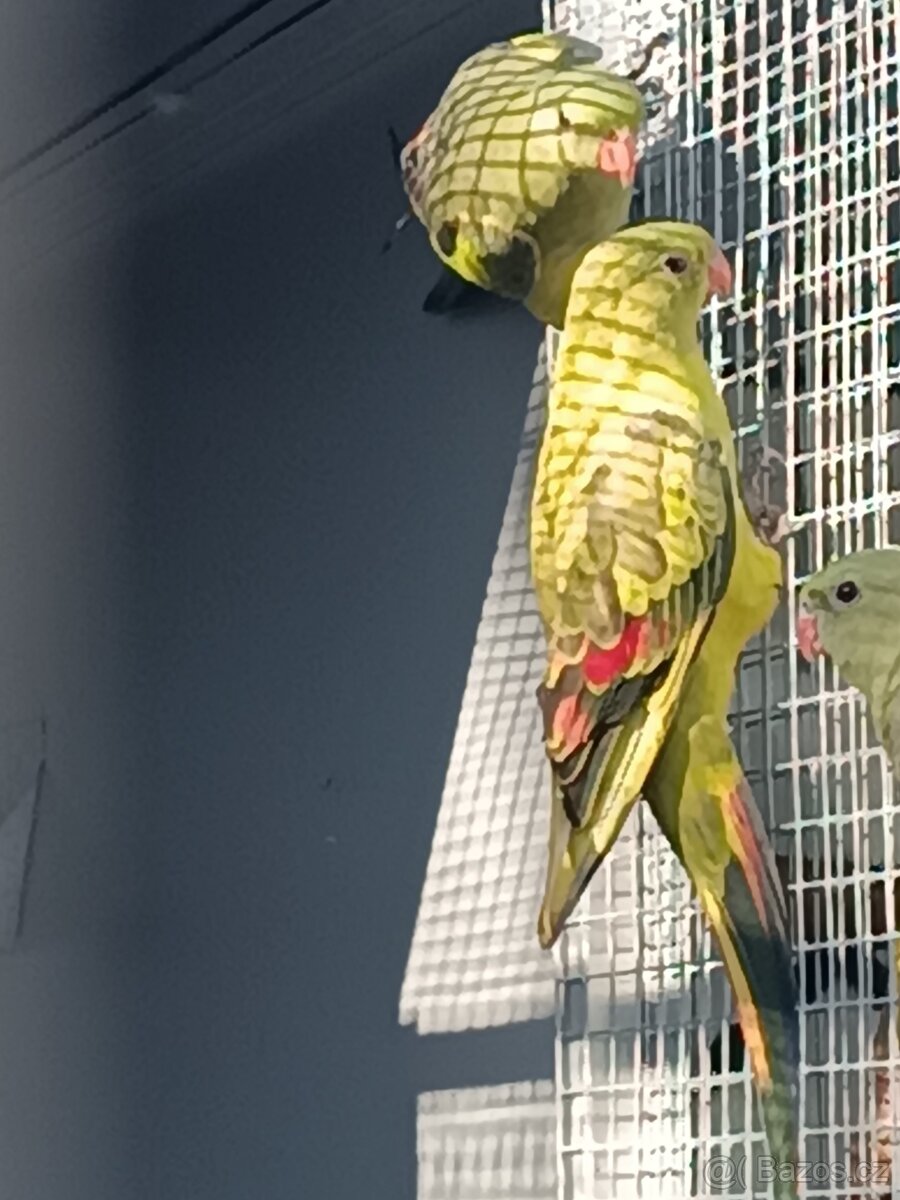 Papoušek horský 2025 - 5