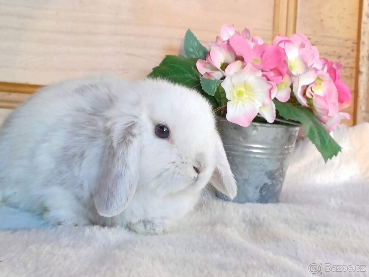 samička - minilopa - 5