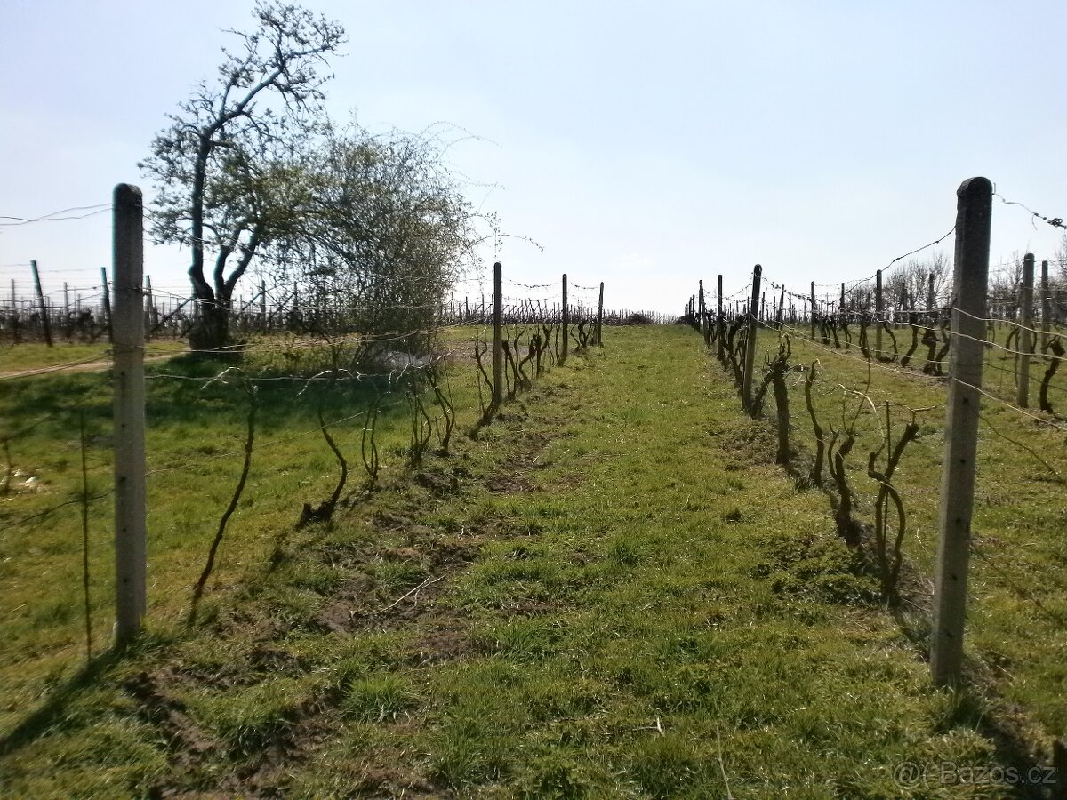 Prodej orné půdy, vinohradu - 5