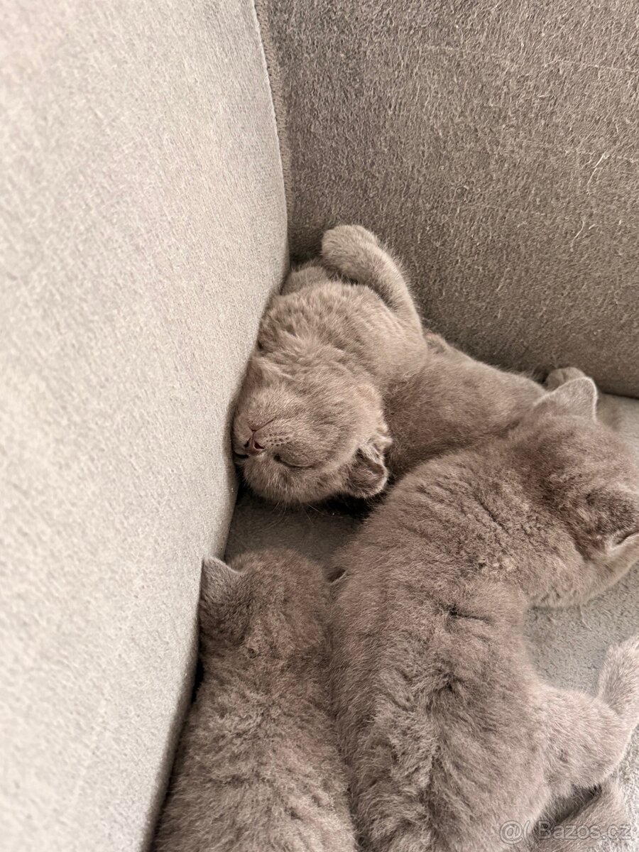 Britské koťata - 5