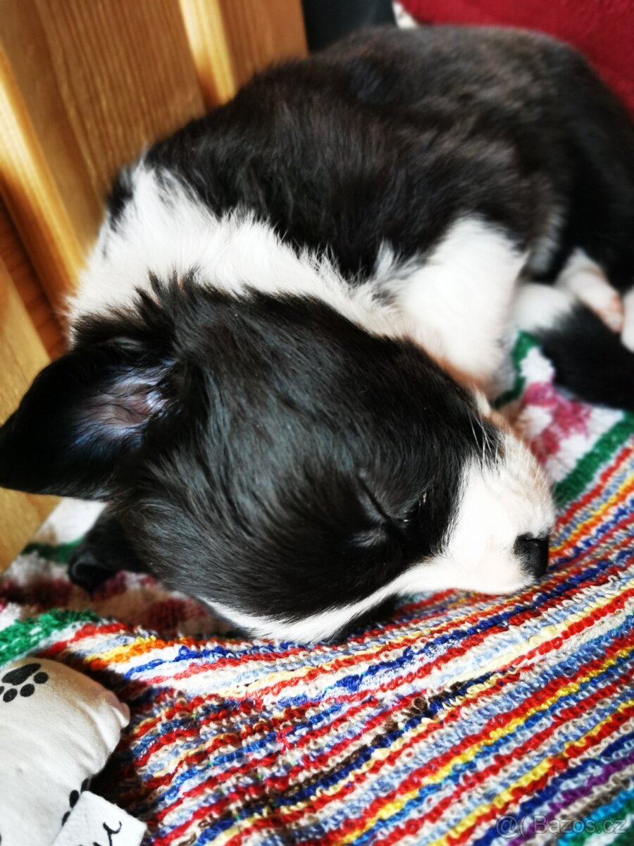 Štěňata Border Kolie - 5