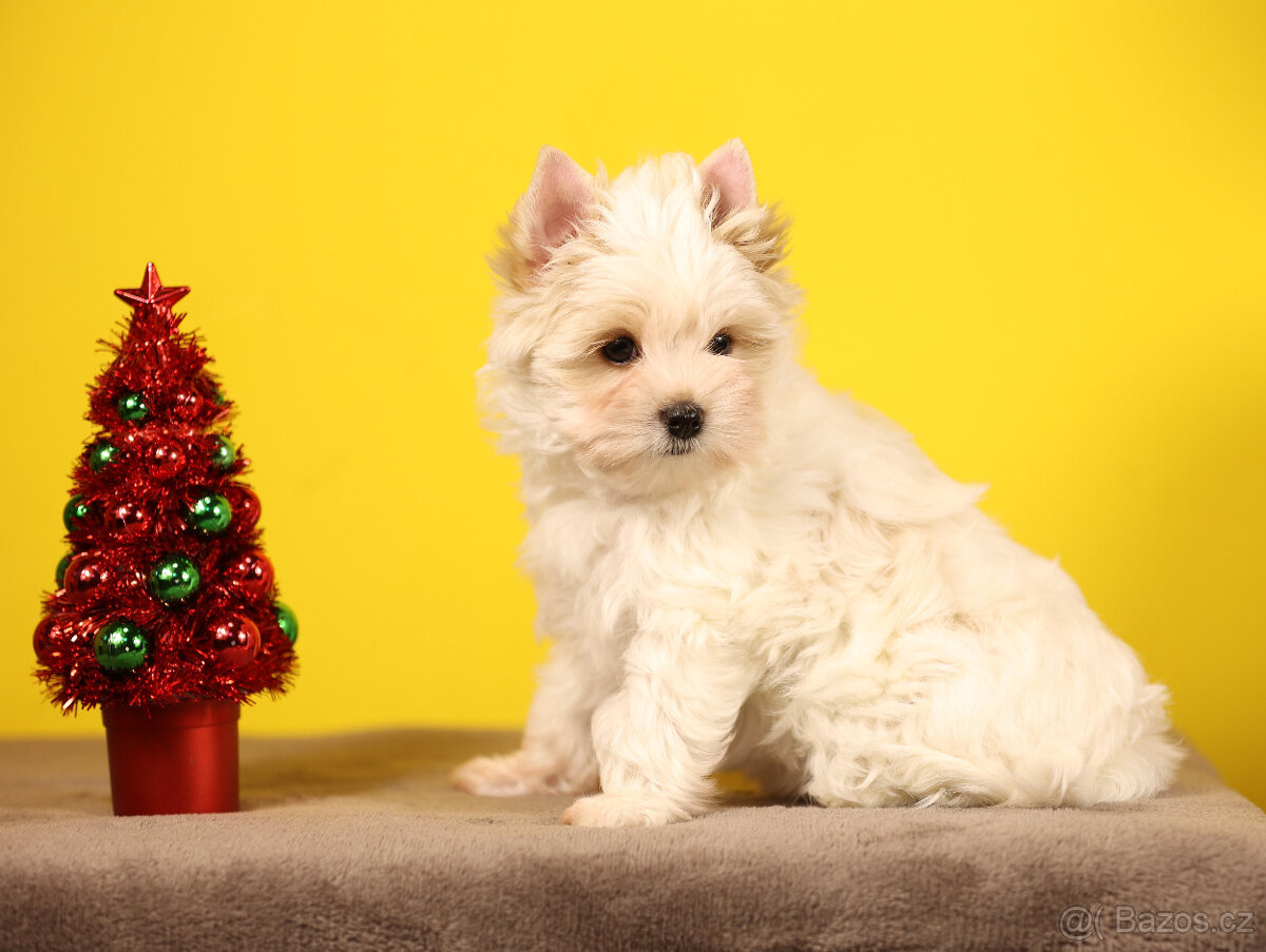 Jorkšírský teriér sněhobílá holčička Nutellka, s PP, York - 5