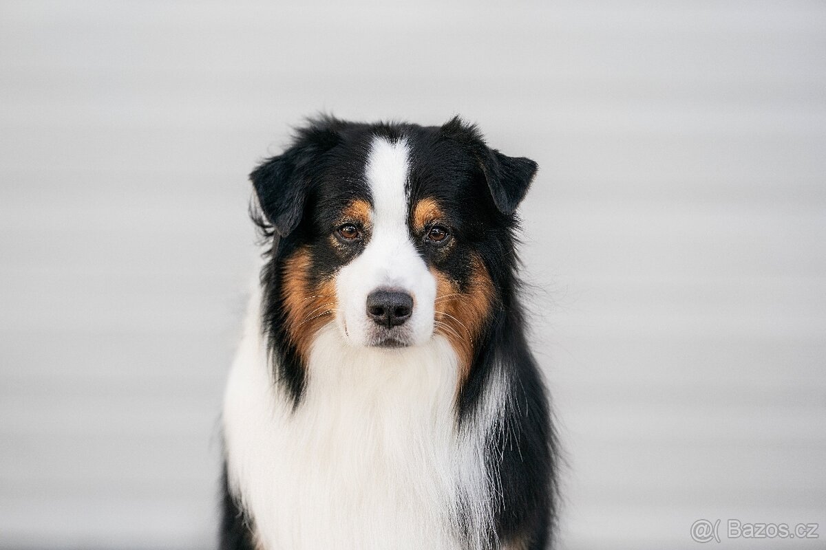 Australský ovčák - krytí s PP - 5