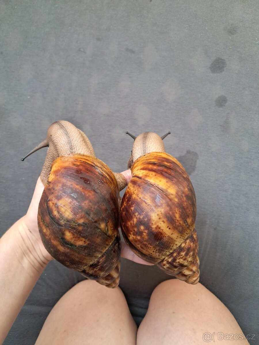 Archachatina marginata ovum xxl - africký šnek - 5