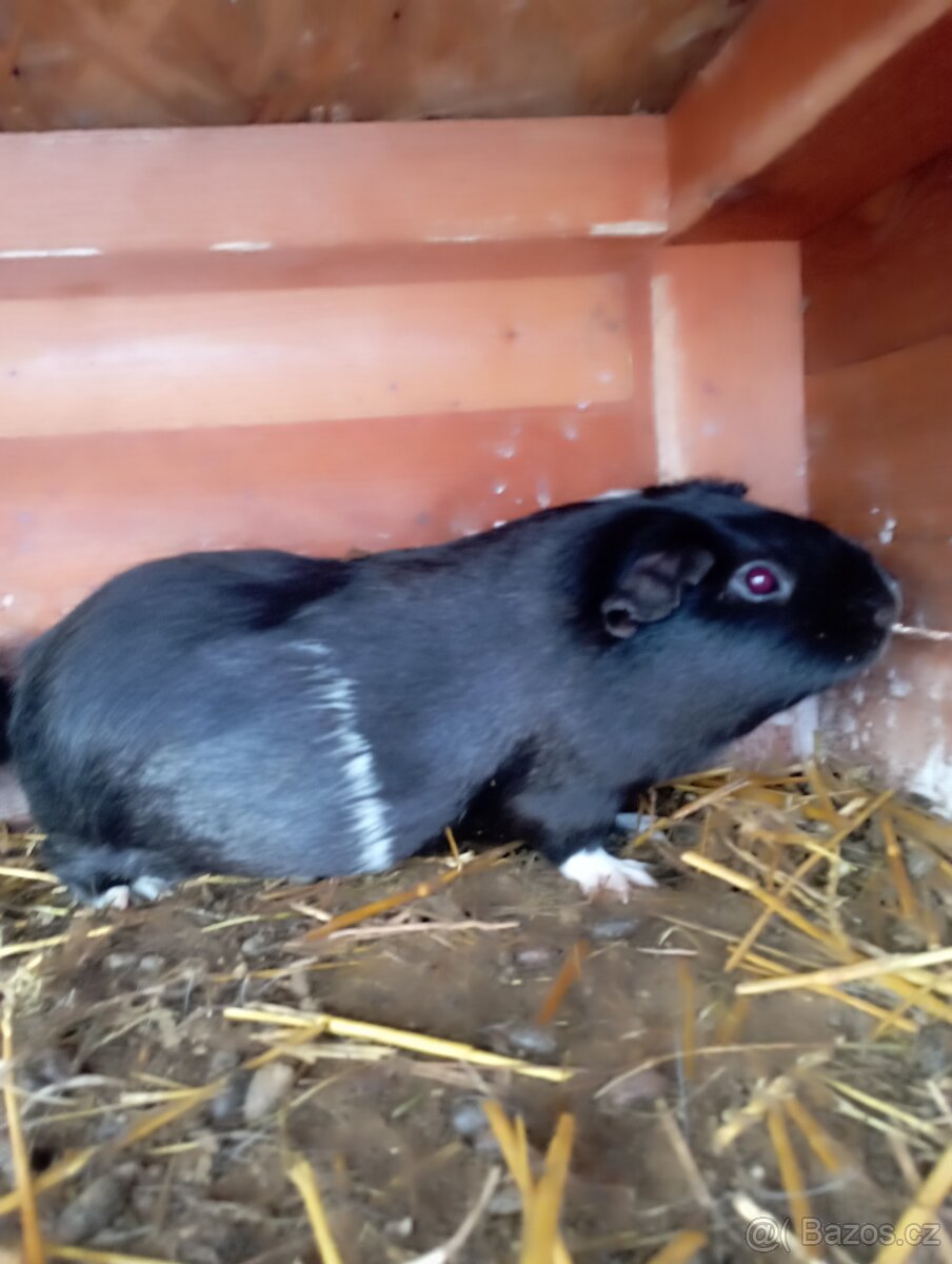 Cuy morčata - 5