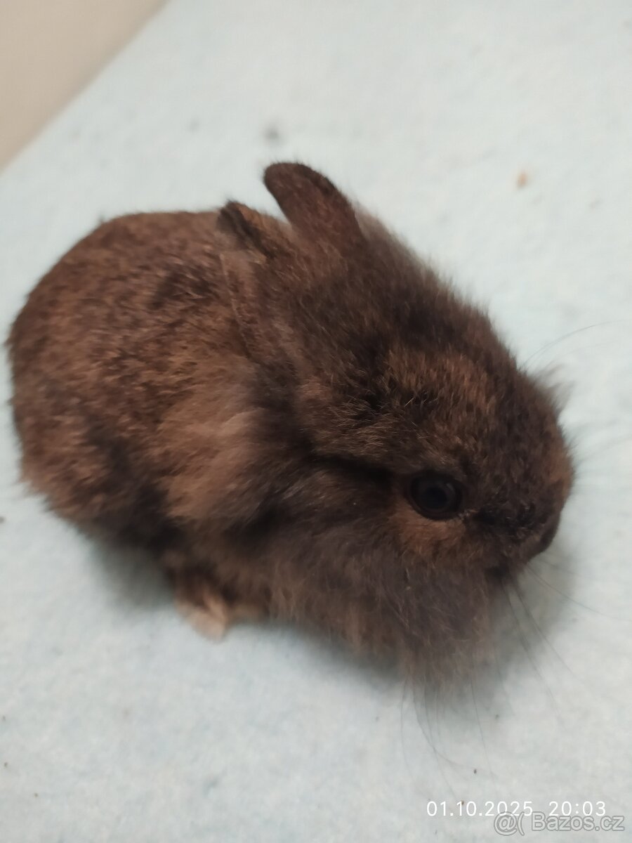 Zakrslí králíčci - 5