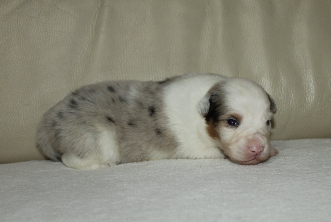 Australsky ovčák - 5