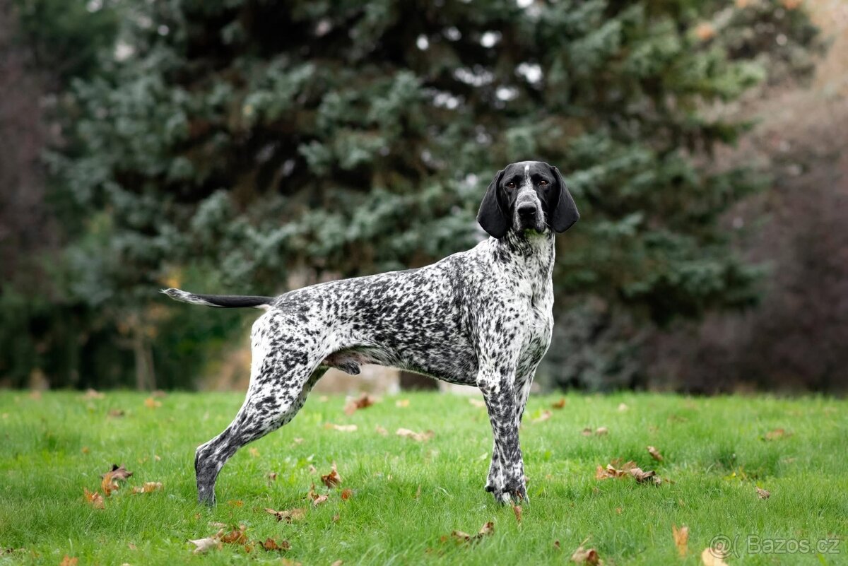 Německý ohař krátkosrstý - 5