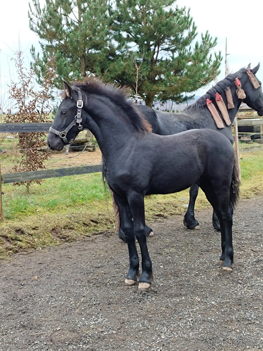 Fríský hřebeček - 5