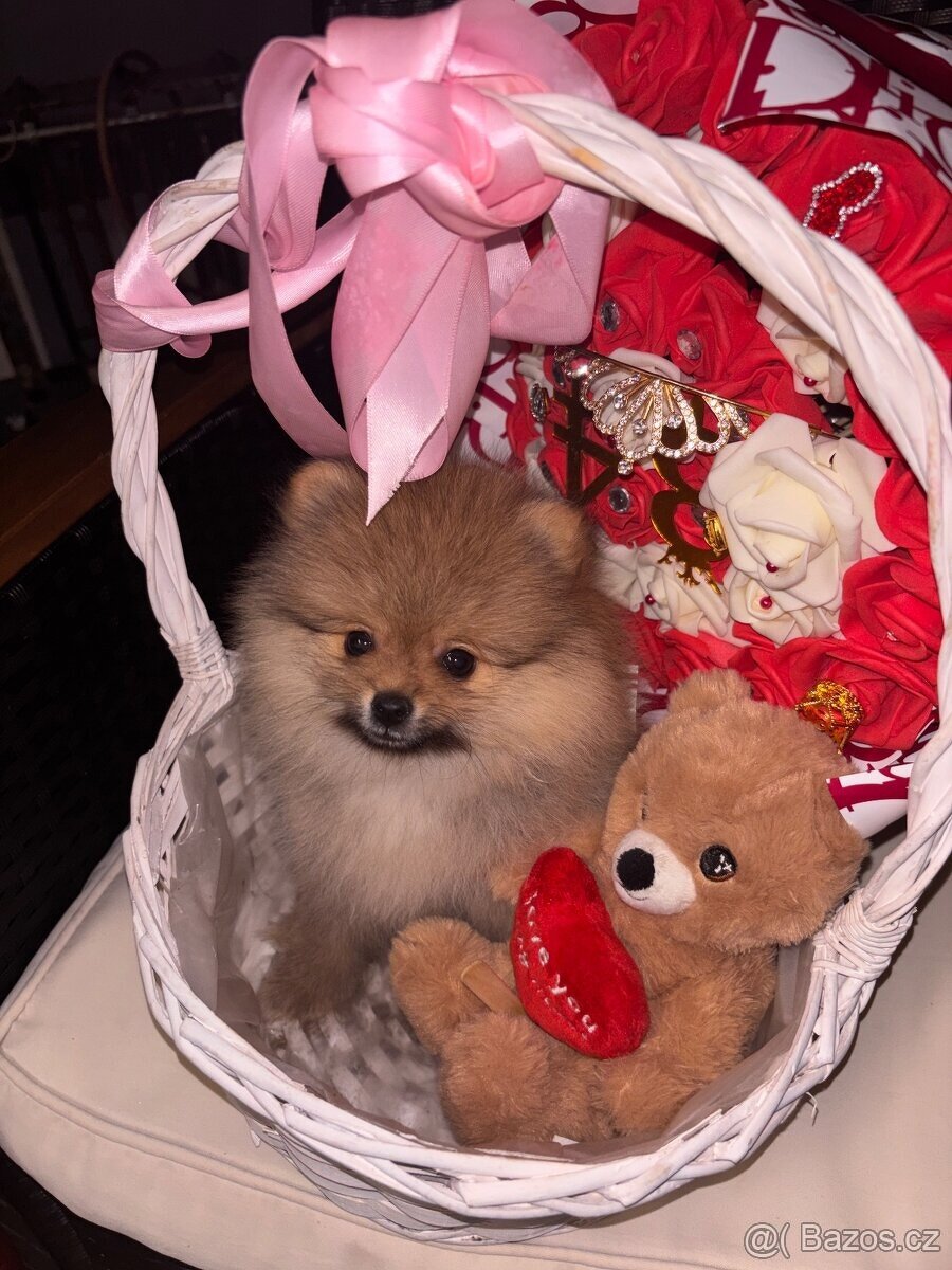 Pomeranian štěňátko - 5