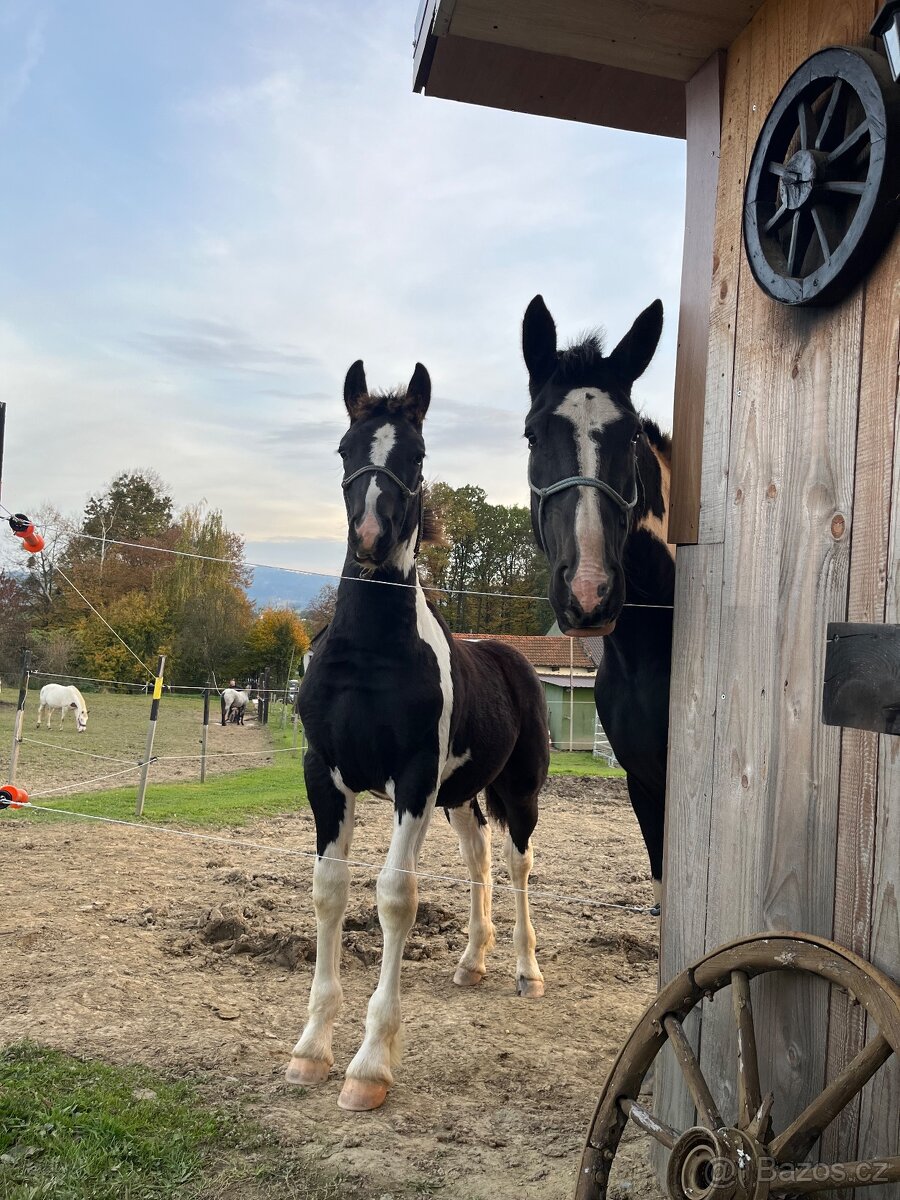 Barock Pinto X Welsh Cob D - 5
