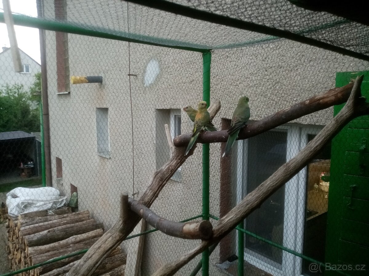 Papoušek zpěvavý - 5