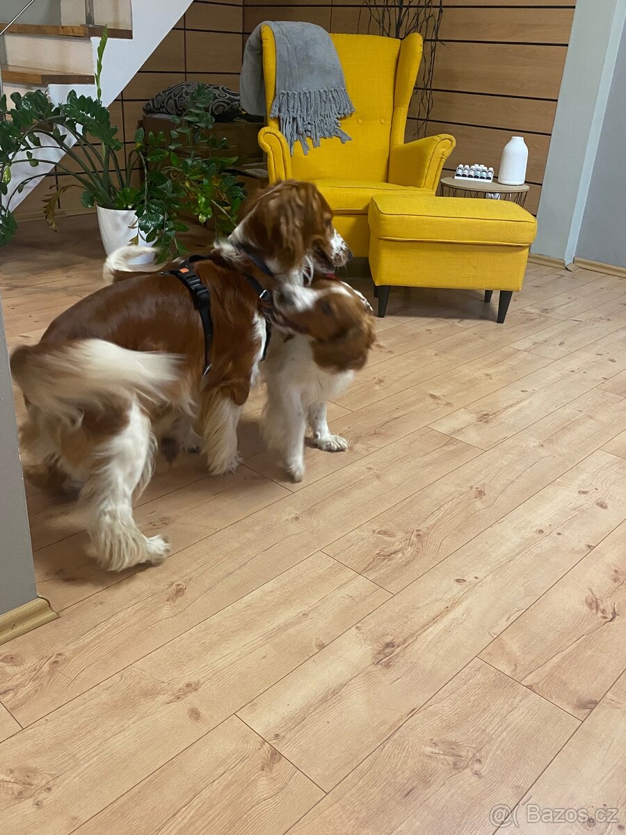 Nabízíme štěňátka velšského springer španěla - 5