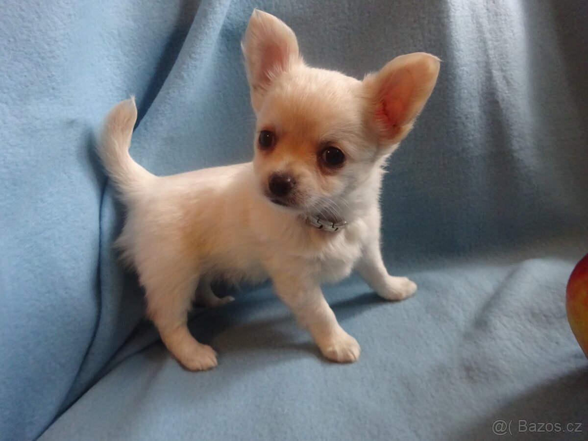 Vrh štěňátek čivava. - 5