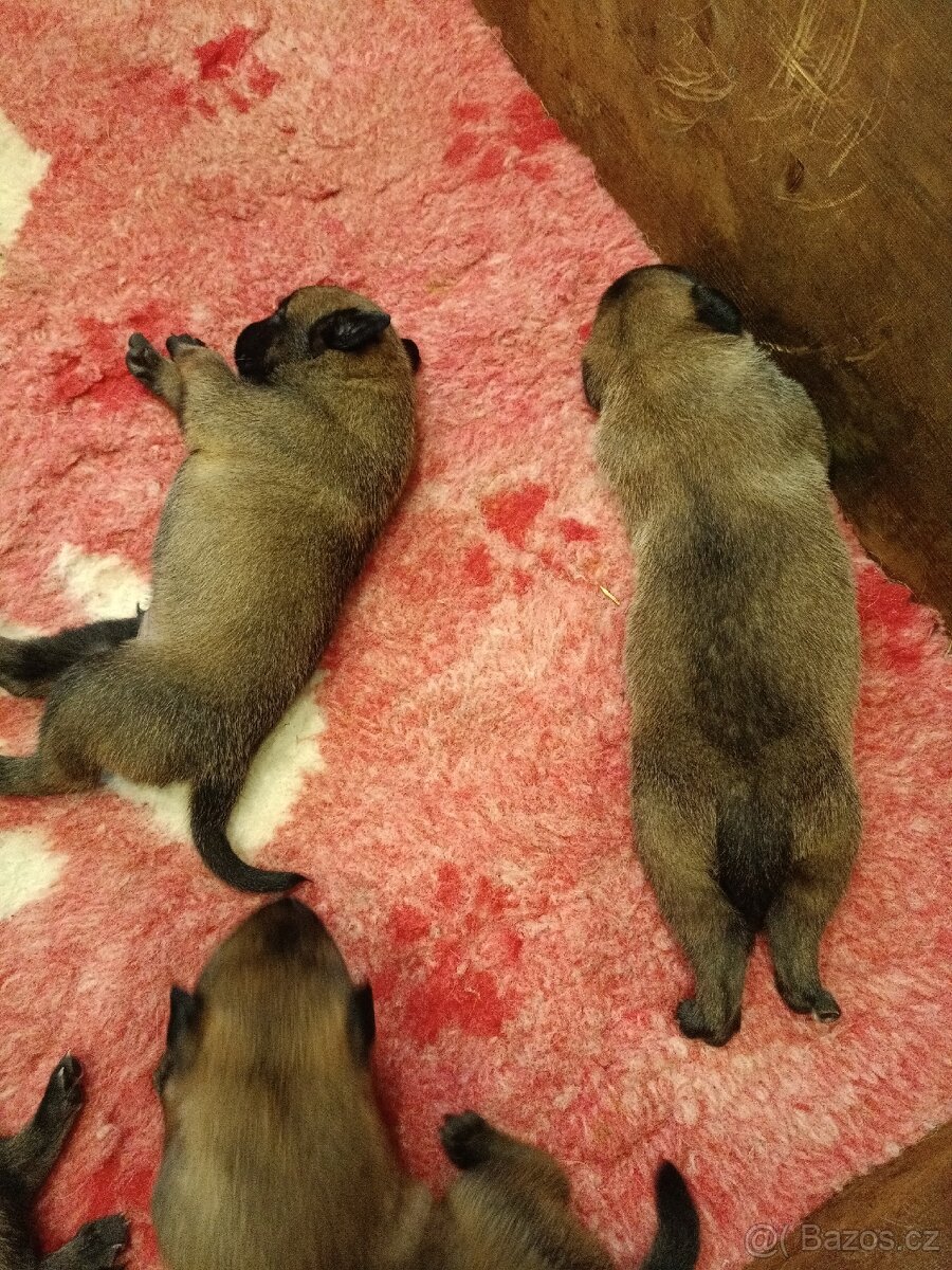 Belgický ovčák malinois s PP - 5