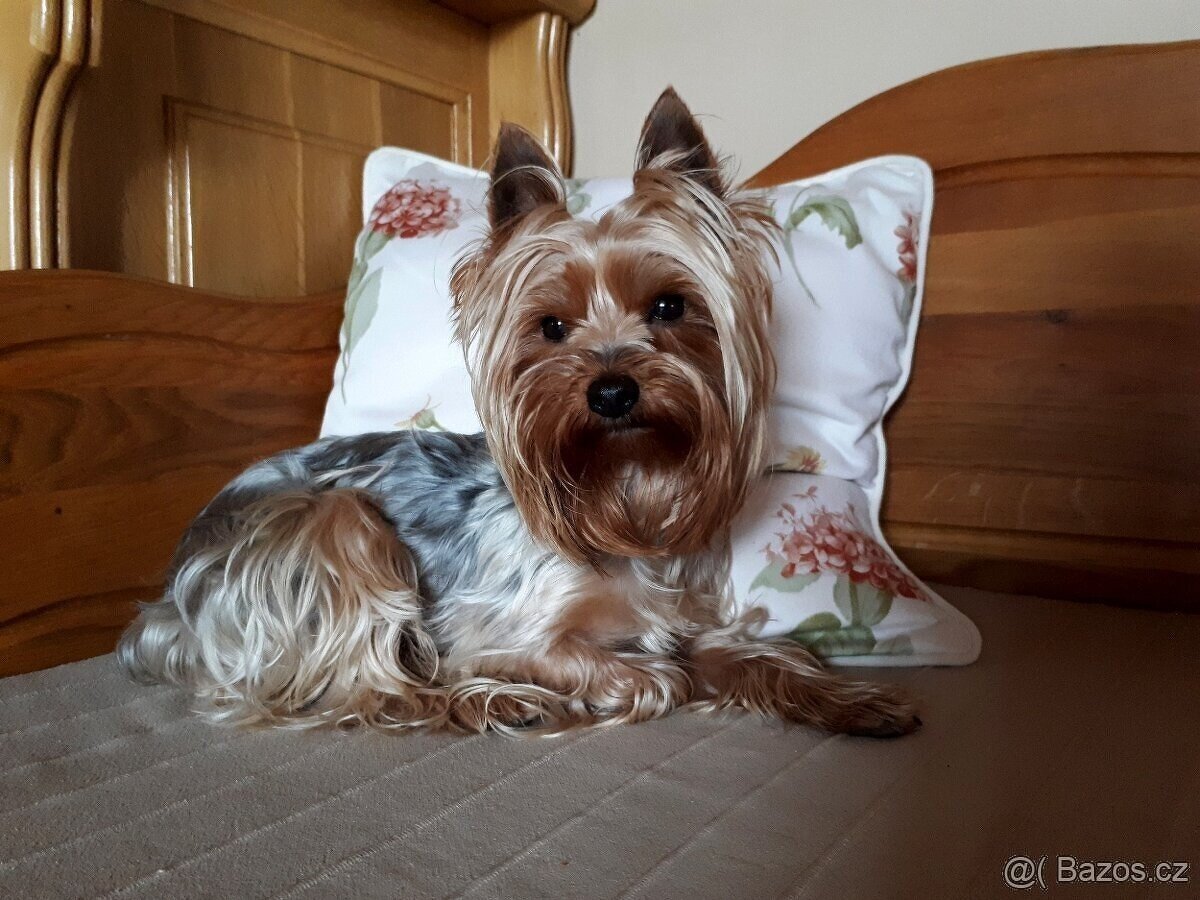 Yorkšírský teriér krytí, připuštění - 5