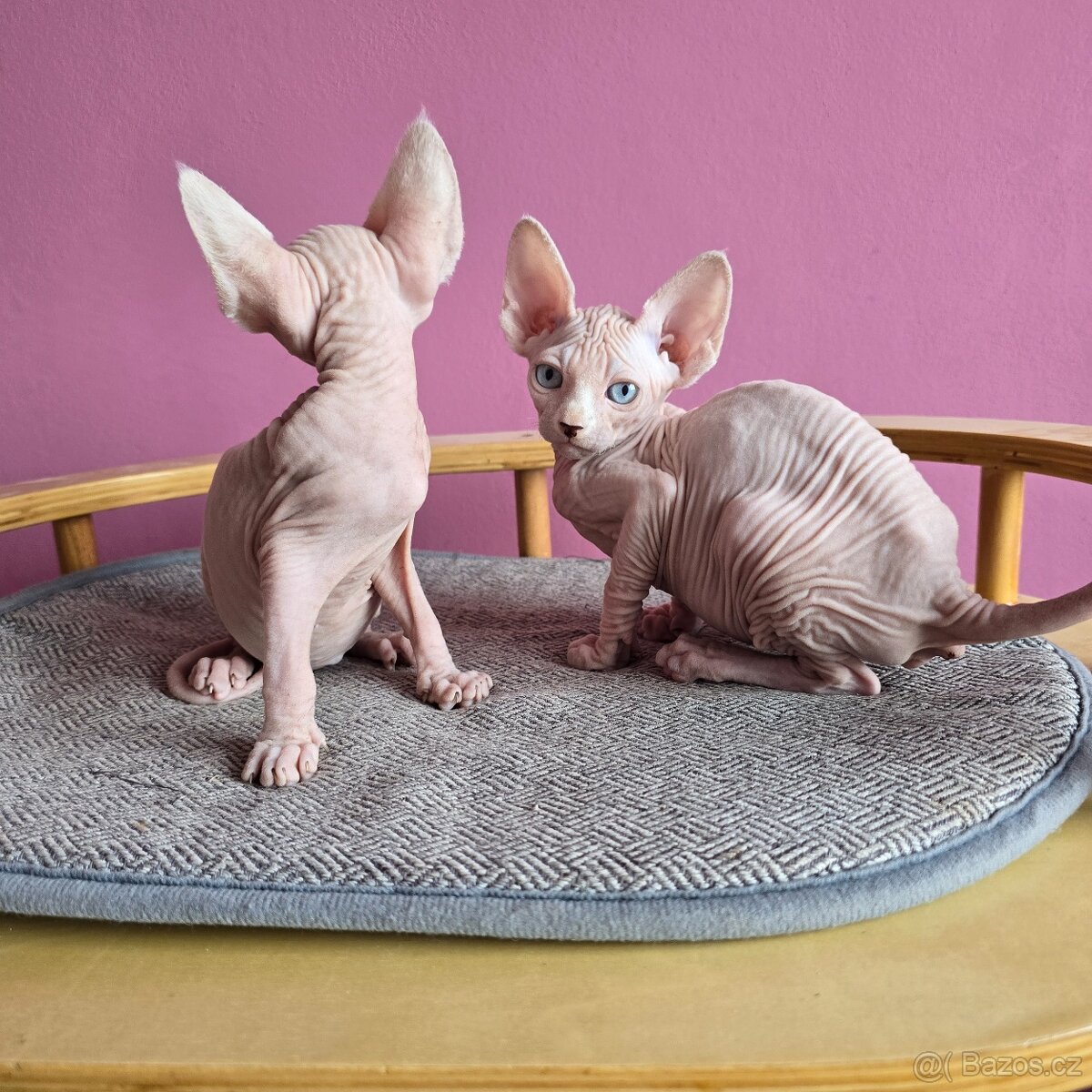 Kanadský sphynx bez PP - 5