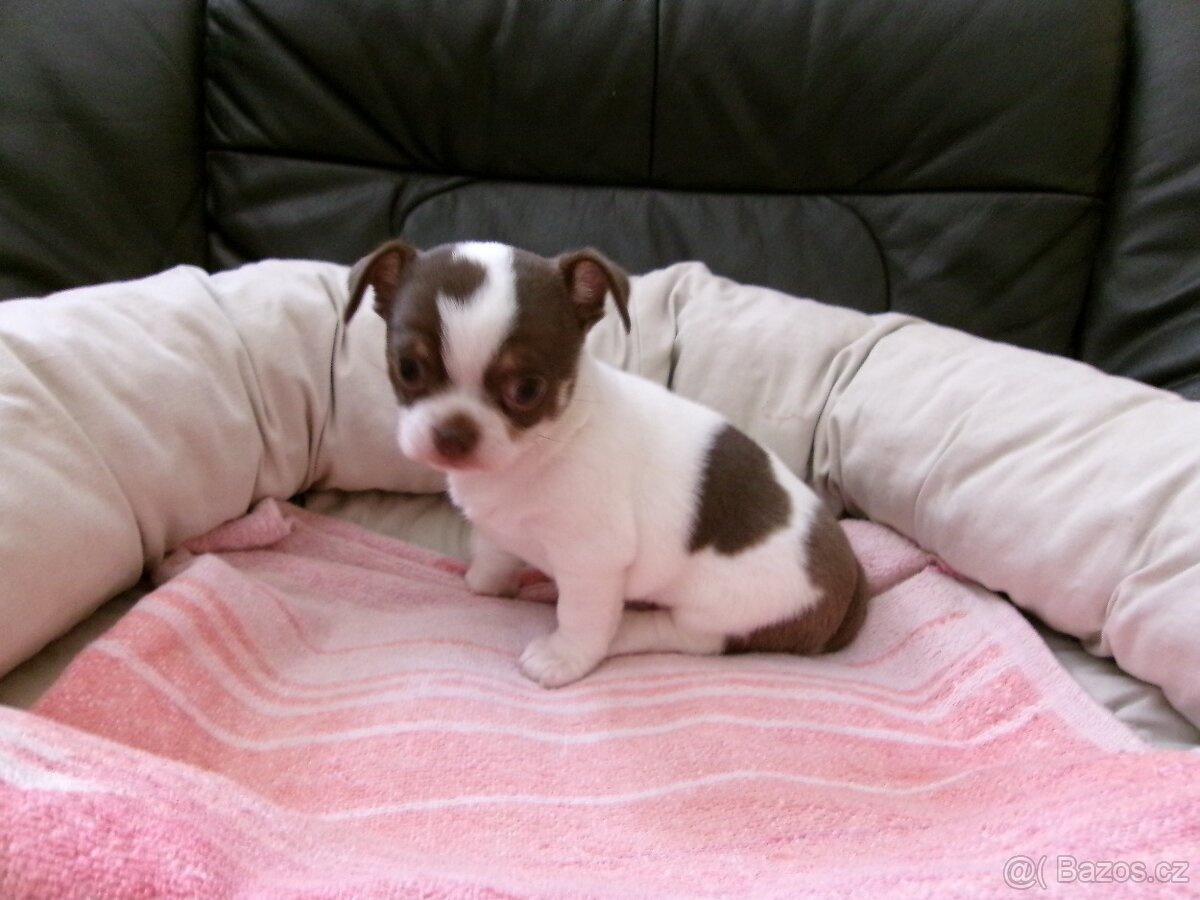 ČIVAVA - KRÁTKOSRSTÁ - PEJSEK - 5