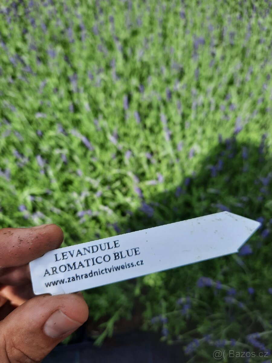 PRODEJ LEVANDULE – SAZENICE PRO FARMY I ZAHRADY - 5