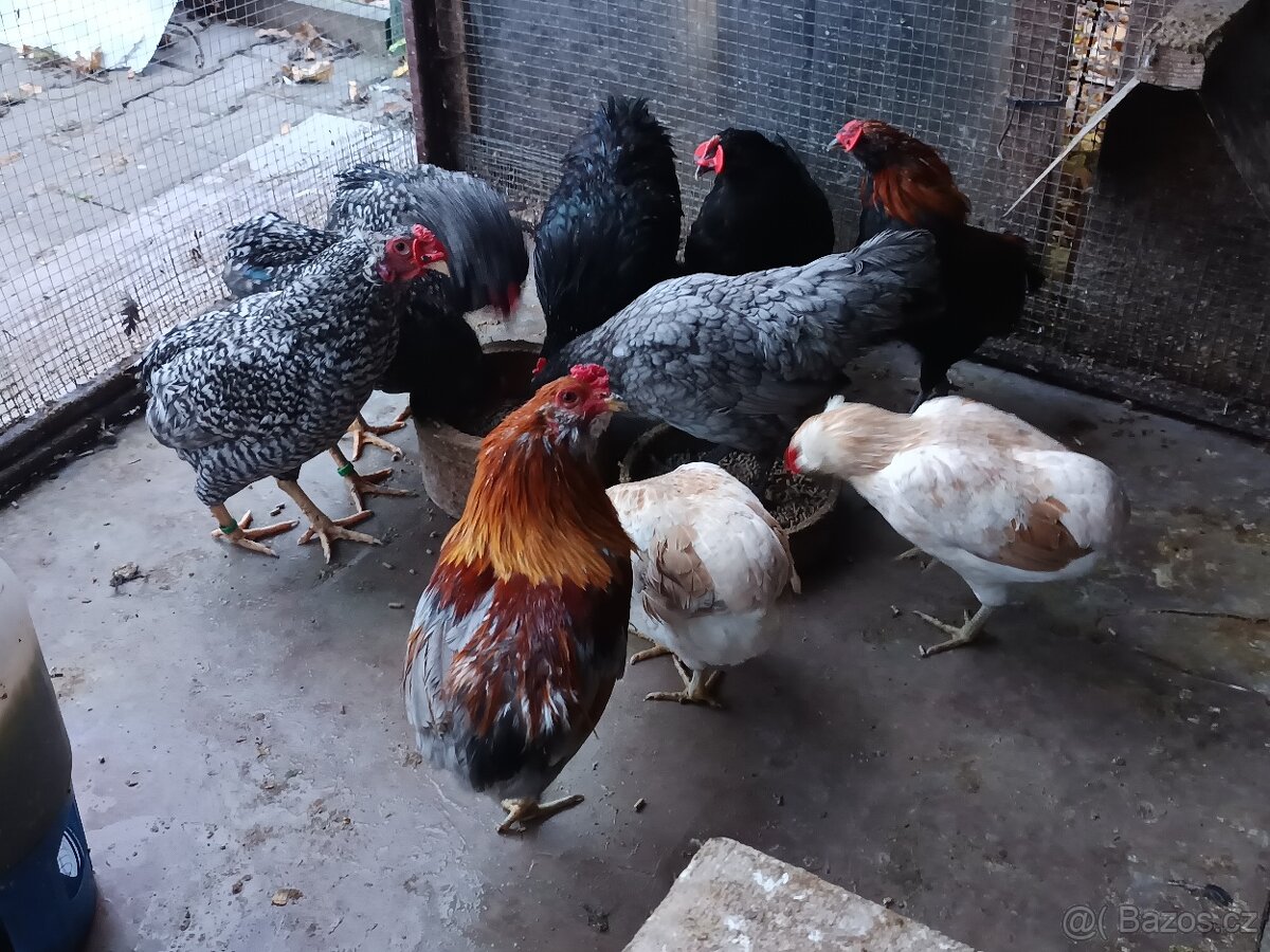 Zdrobnělé Araukany pšeničné - 5