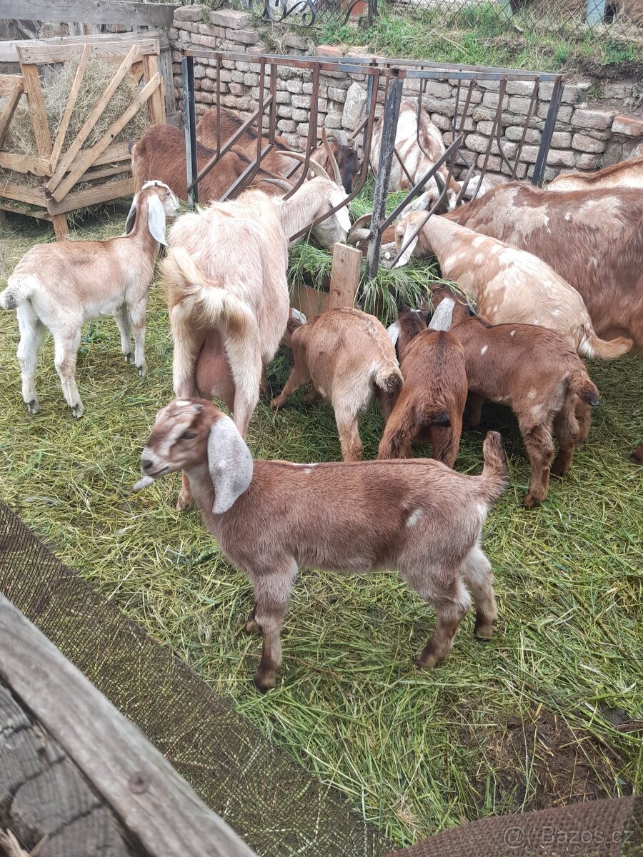 Anglonubijská koza s POP ,dotace - 5